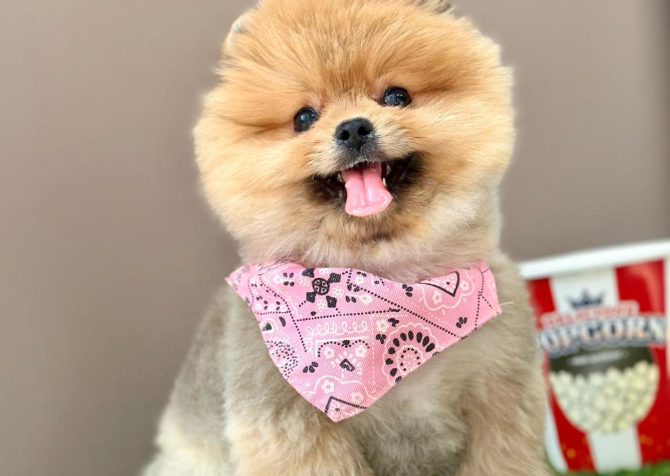 Pomeranian boo ayi Surat safkan yavrularımız